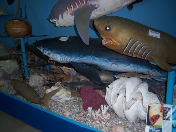 Corfu Sea Shell Museum in Benitses