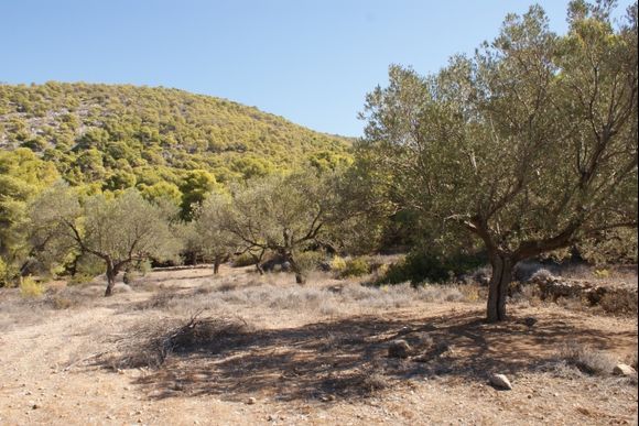 small olive grove amongst the pine forests