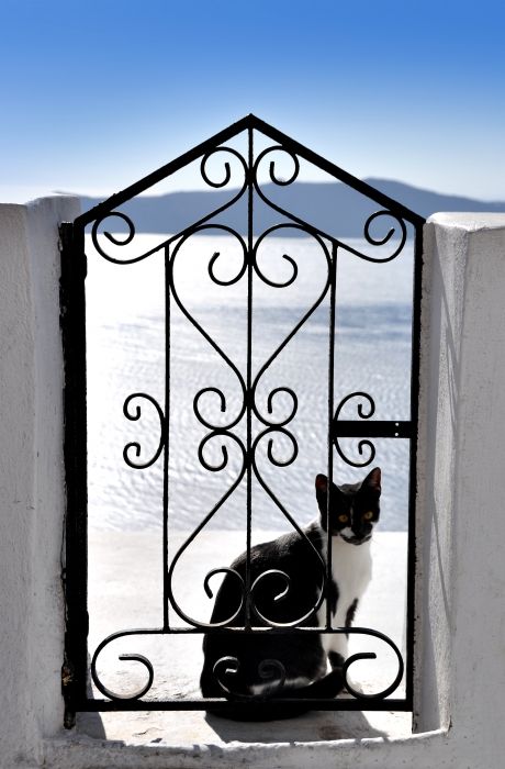 Hiking from Thira to Imerovigli. The cat went across the path and sit there with this lovely black gate looking at the camera. This is the impression of peace and beauty Santorini gives to me .