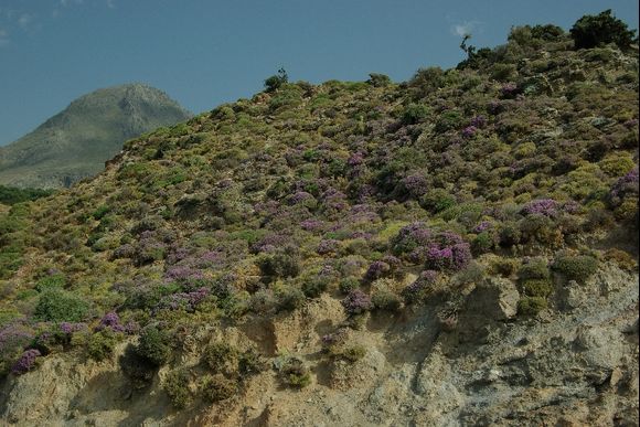Wildflowers in the mountains along the south coast of Crete