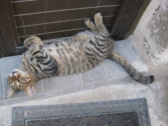 One of the many cats of Rodos