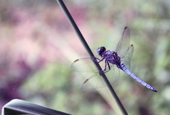 Dragonfly, Nidri.