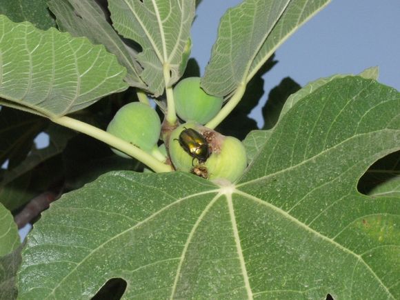 Hm. I guess I\'m not the only one who loves figs!