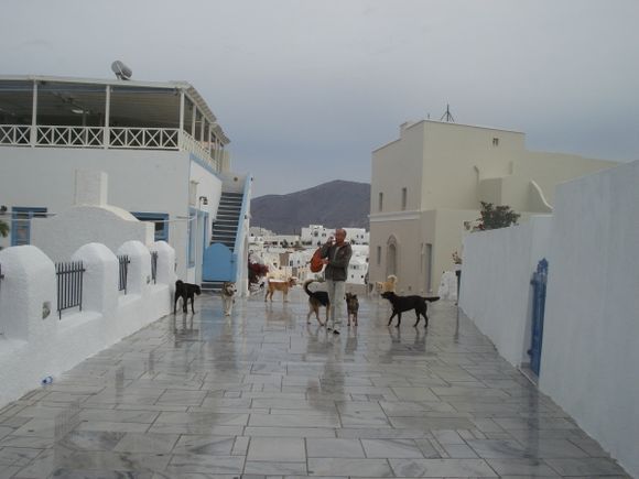 santorini dogs