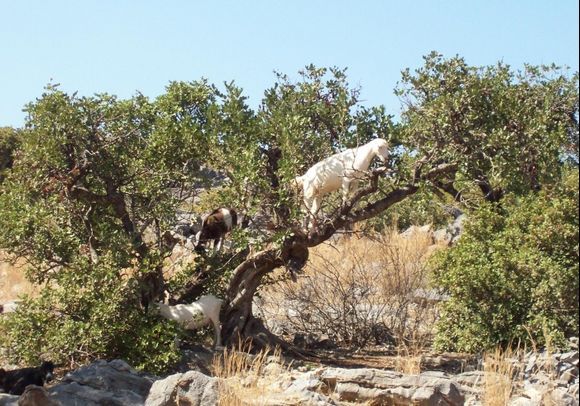 An extended olive branch on Spinalonga