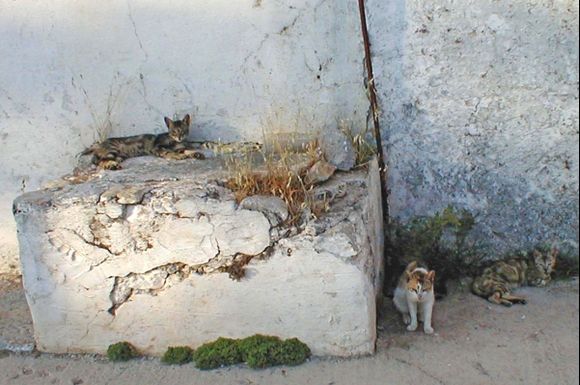 Street cats in Pedi