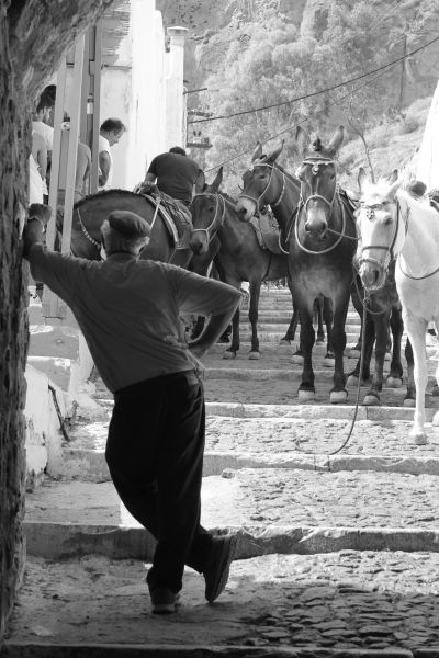 Donkeys in Santorini