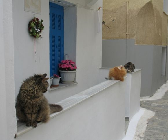 Andros cat meeting