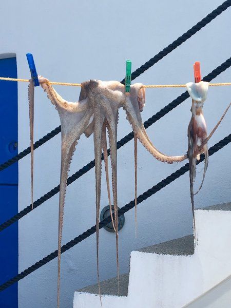 Hangin' squid !