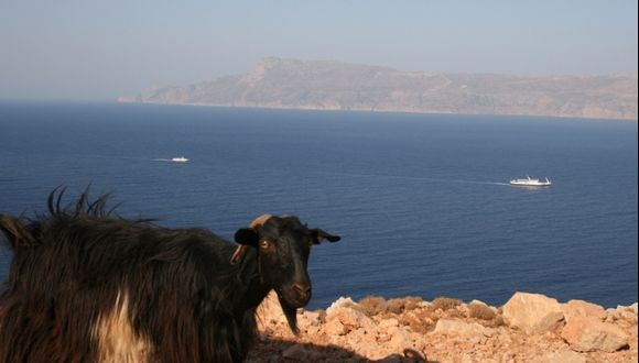 ferry goat