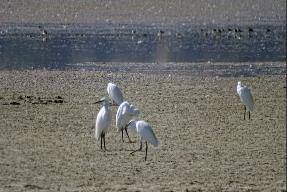 Flamingo's in Alikes Salt Lake
