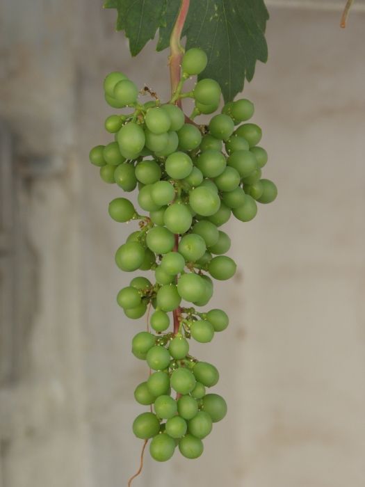 Samos grapes