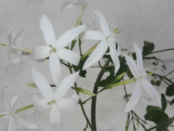 Lovely jasmin flower...