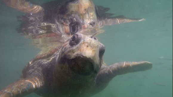 Loggerhead Turtle swimming by!