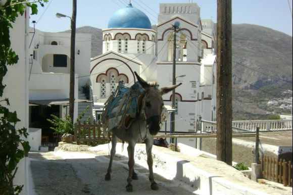 donkey at Chora Amorgos