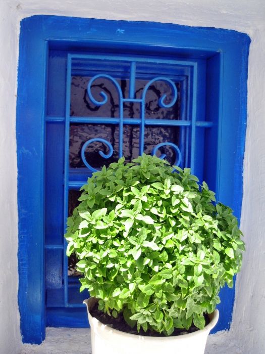 a typical herb und blue window