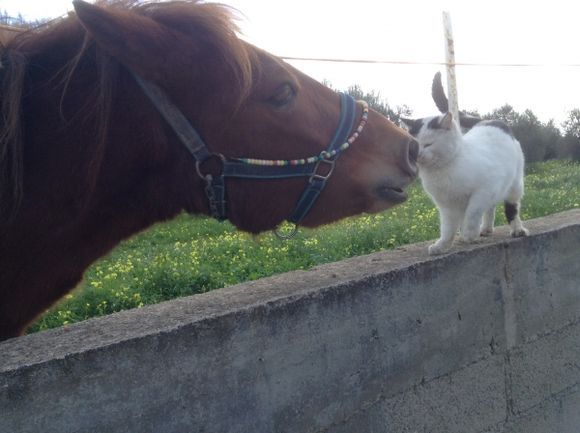 Kiss of friendship