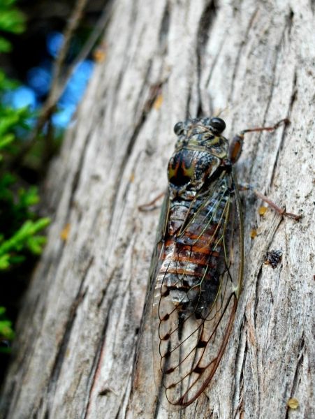 Kefalonian Mosquitos :)