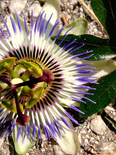 Thassos_Flowers