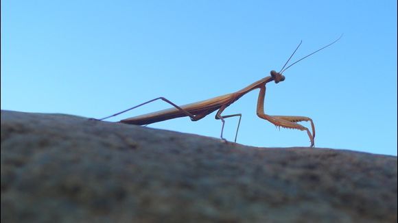 praying mantis, what other insect to expect in the area of the holy montasteries of meteora:)