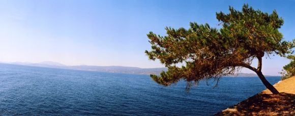 The wind-beeaten tree.