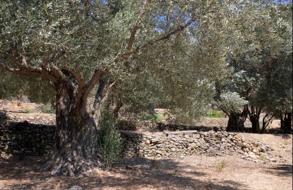 On the way to Platanos, on the beautiful island of Samos. To have the patience of a stone and the generosity of the olive. To find freedom to stand to bear witness to it all. That is Greece and its people.