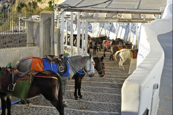 Donkeys resting in Fira.