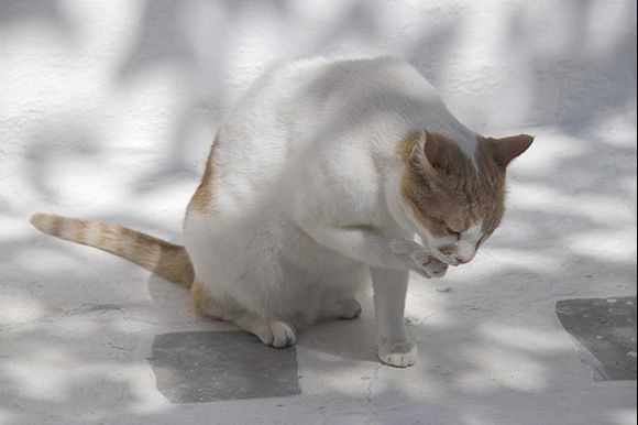 Cat in dappled sunlight