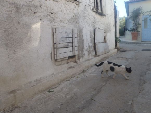 Stray cats of Athens