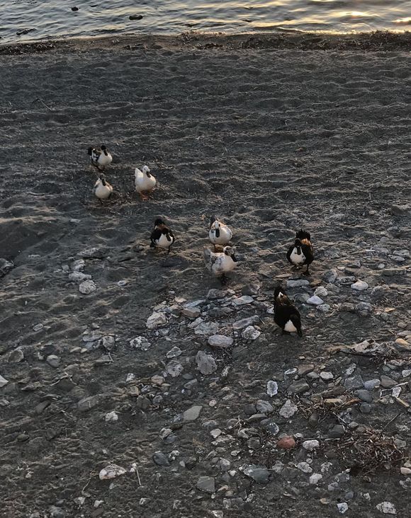 Ducks on the Beach