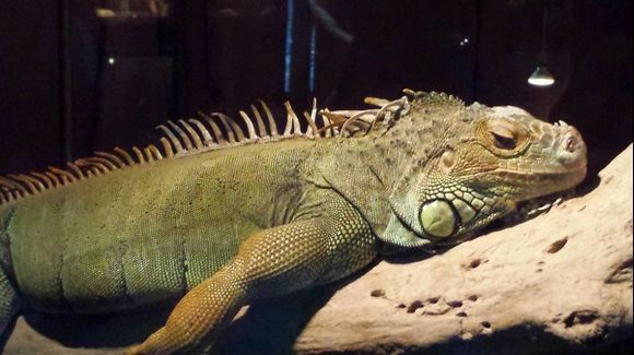 Corfu island, (Aquarium in Paleokastritsa), the iguana is a large, arboreal, tropical American lizard with a spiny crest along the back and greenish coloration, occasionally kept as a pet.