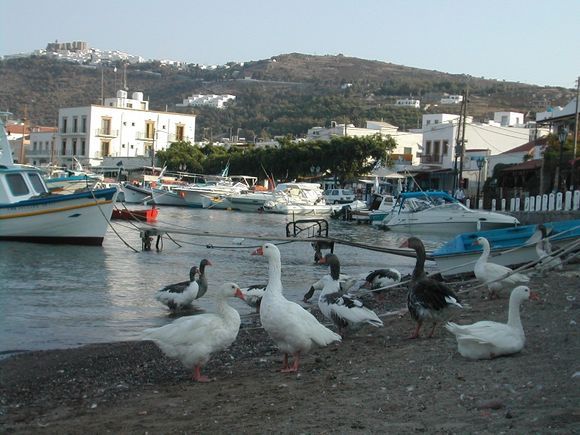 Patmos, ducks in Skala with Ag. Ioannis Monastery at left top side