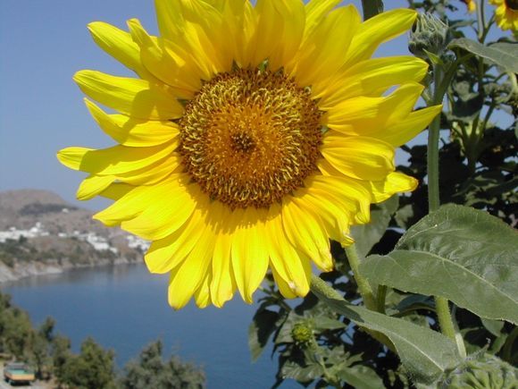Patmos, a sunflower, behind skala