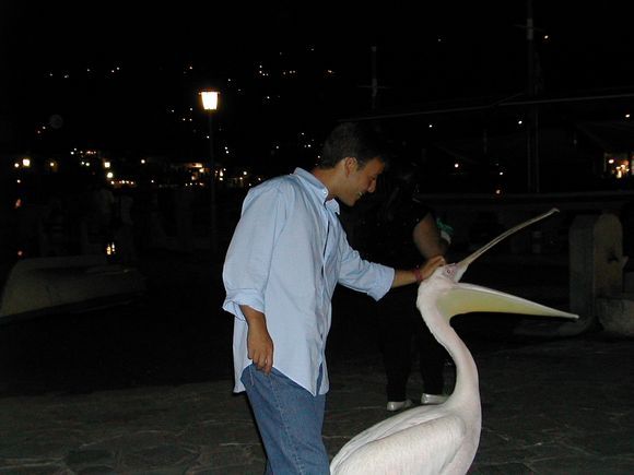 The famous pelican of Mykonos