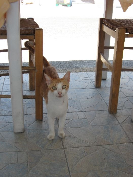 Santorini, cat leaving in Perissa Restaurants
