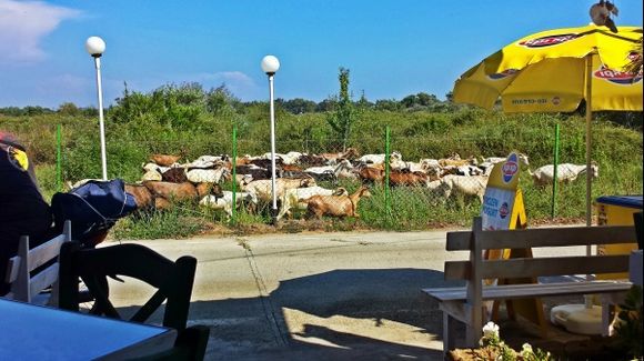 Corfu island, goats in front of a tavern close to Issos beach