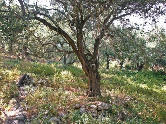 Corfu island, a olive tree close to Agios Spiridon beach