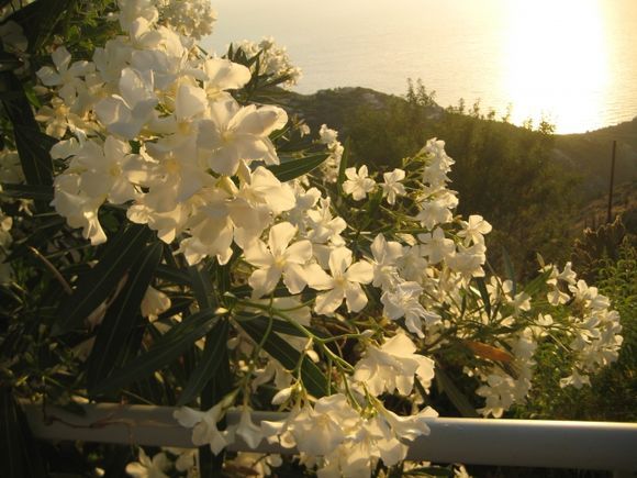 Lefkada, from the H Paxn restaurant in Exanthia-Rachi, a traditional village located in a mountainous region. From here, a wonderful sunset and delicious meals!