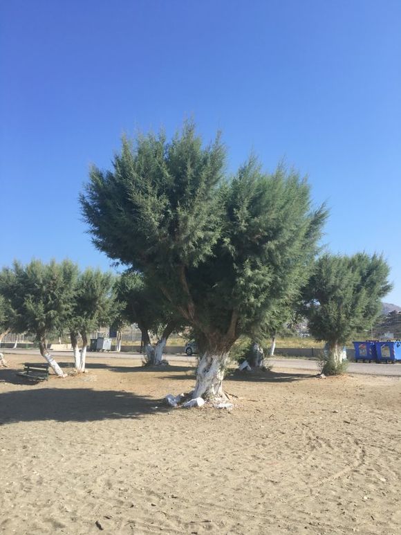 Trees on the beach in Gourna