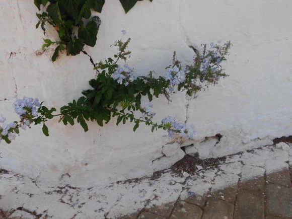 my favourite plumbago growing through the wall