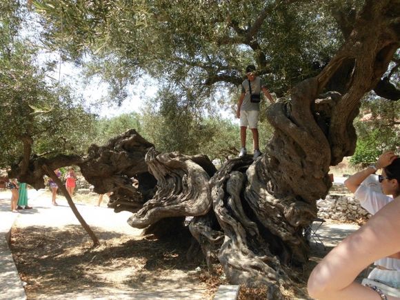 one of the oldest olive trees