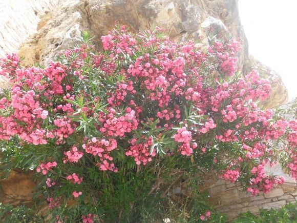 oleander at apeiranthos village