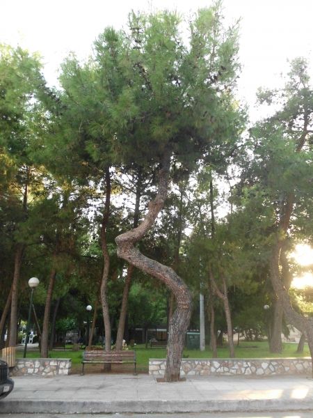 crooked tree in voulagmeni