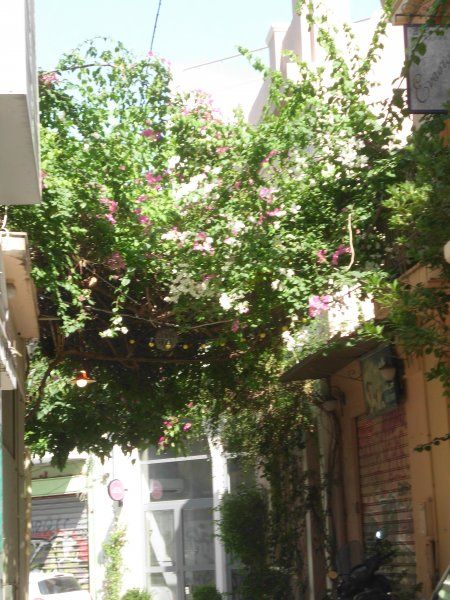poor bougenvillia in the center of athens