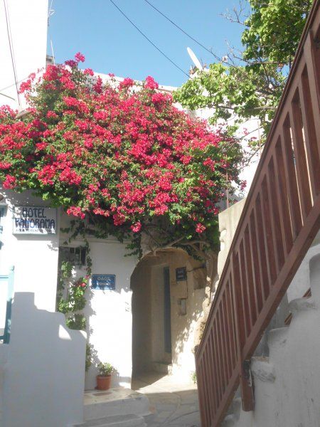 flowers of naxos