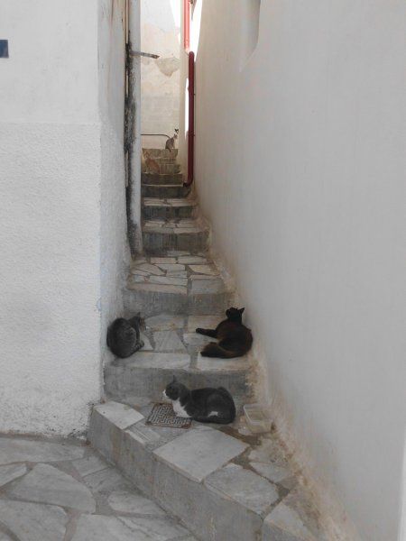 cats relaxing in a small alley of Hermoupolis, Syros
