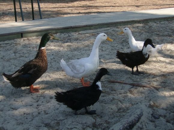 ducks in the shade
