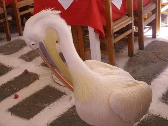 Pelican - Please leave me in Peace