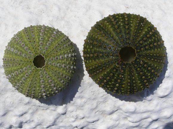 Sea-Urchins found in Vagia
