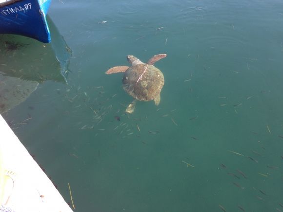 The cute turtles in Argostoli